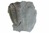 Prone Flexicalymene Trilobite - Mt Orab, Ohio #375190-1